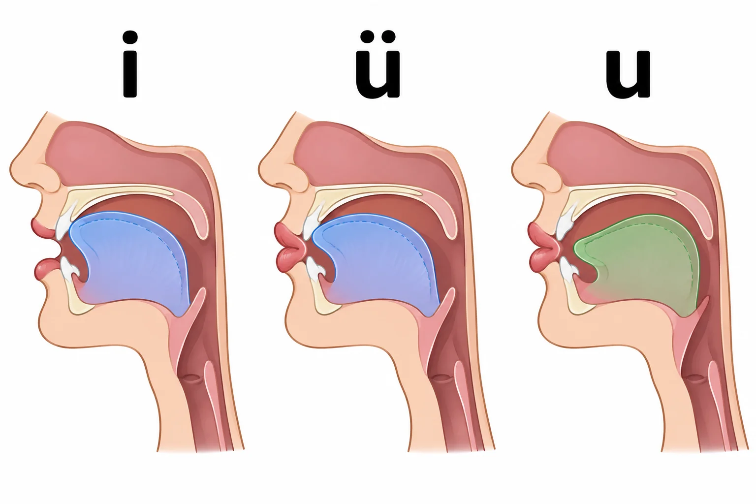 Comparação das posições para i, ü e u: em i e ü a língua fica alta e à frente; em ü e u os lábios são arredondados; em u a língua vai para trás.