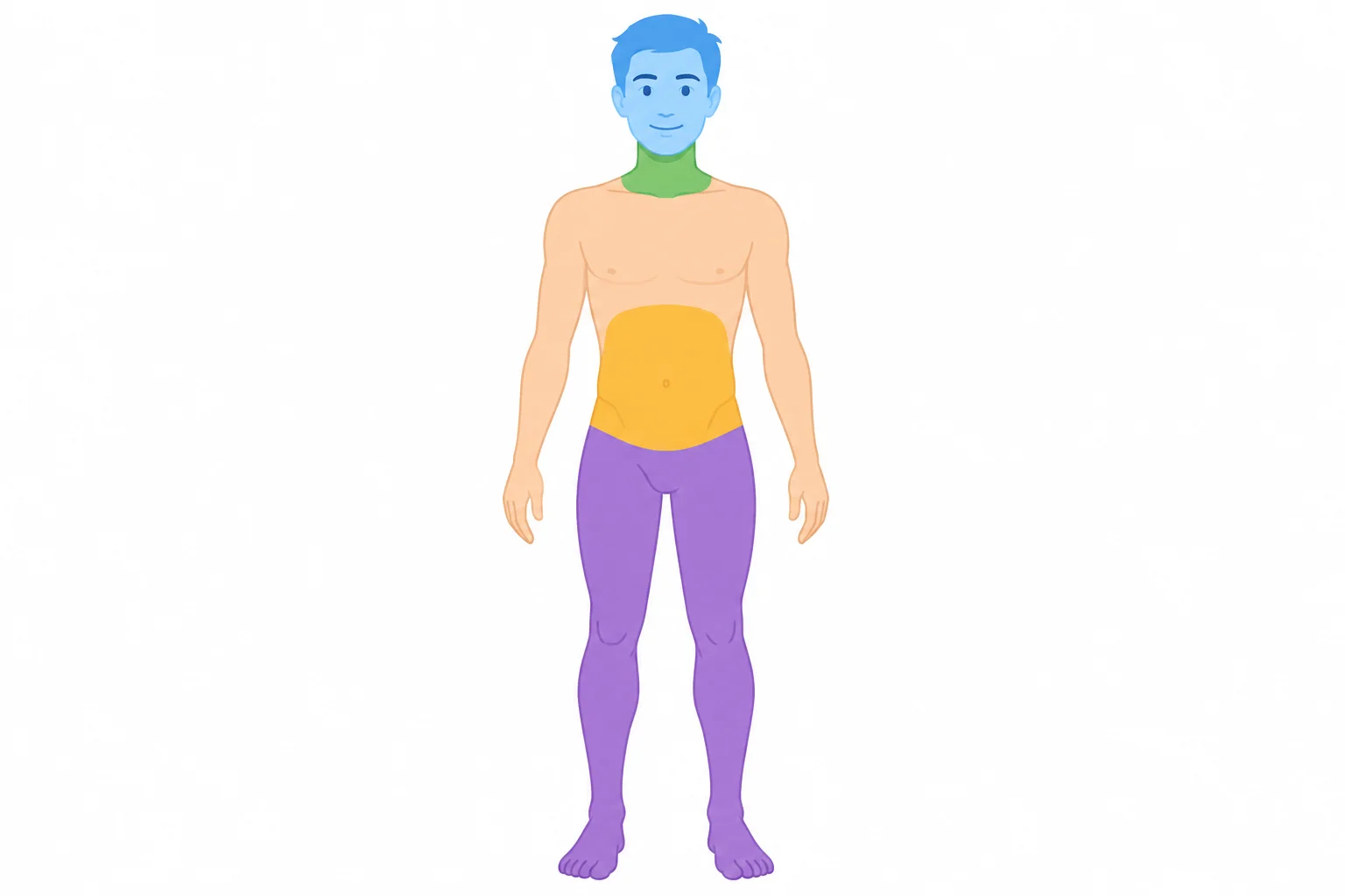 Silhueta humana com cabeça, garganta, barriga e pernas destacadas em cores diferentes.