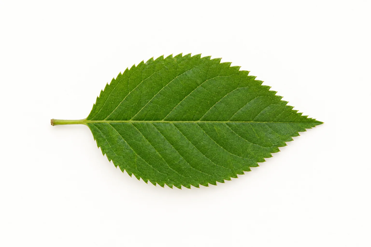 Folha verde com pequenos dentes ao longo de toda a borda.