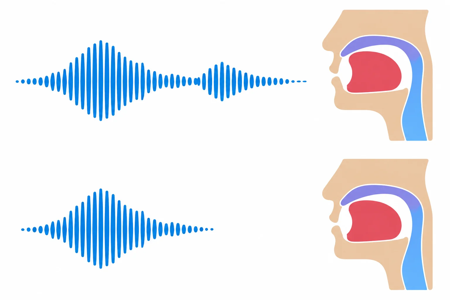 Dois traçados sonoros de comprimentos diferentes ligados à mesma posição aproximada de língua e boca.