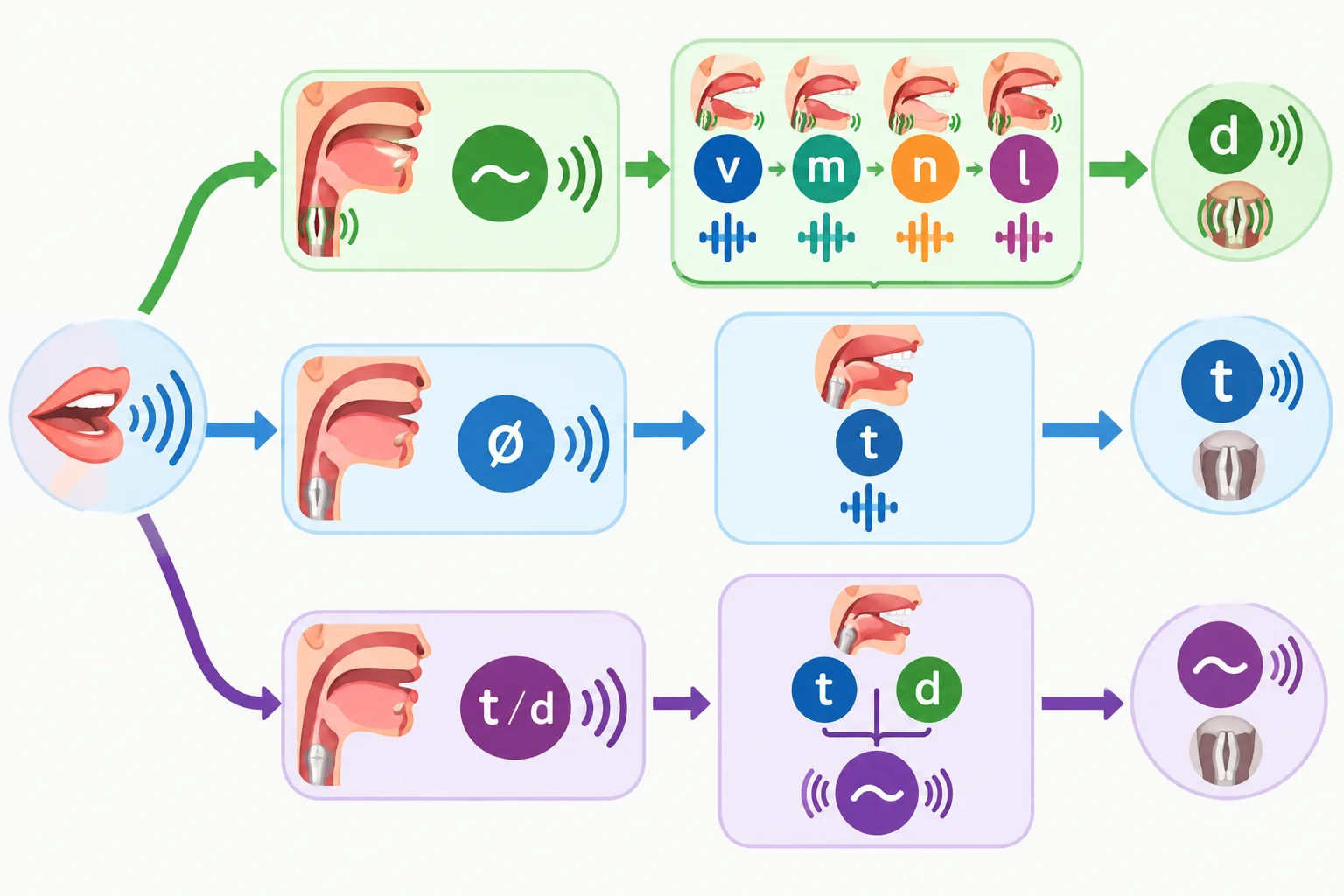 Diagrama com três caminhos: sons com vibração levam a /d/; sons sem vibração levam a /t/; e os sons /t/ e /d/ levam a uma sílaba extra.