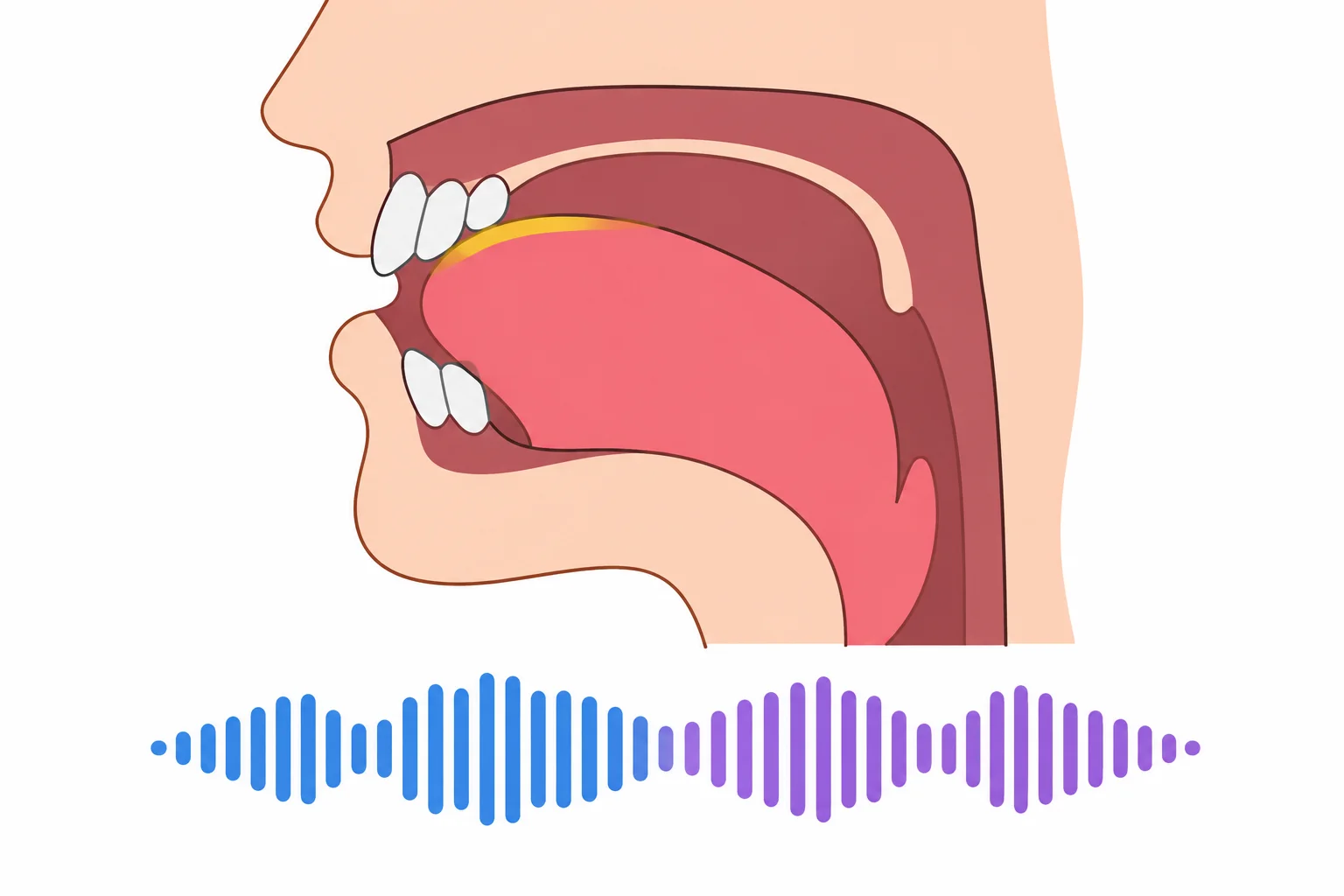 Diagrama de um contato contínuo da língua na região atrás dos dentes superiores, sem intervalo de silêncio entre dois blocos sonoros.