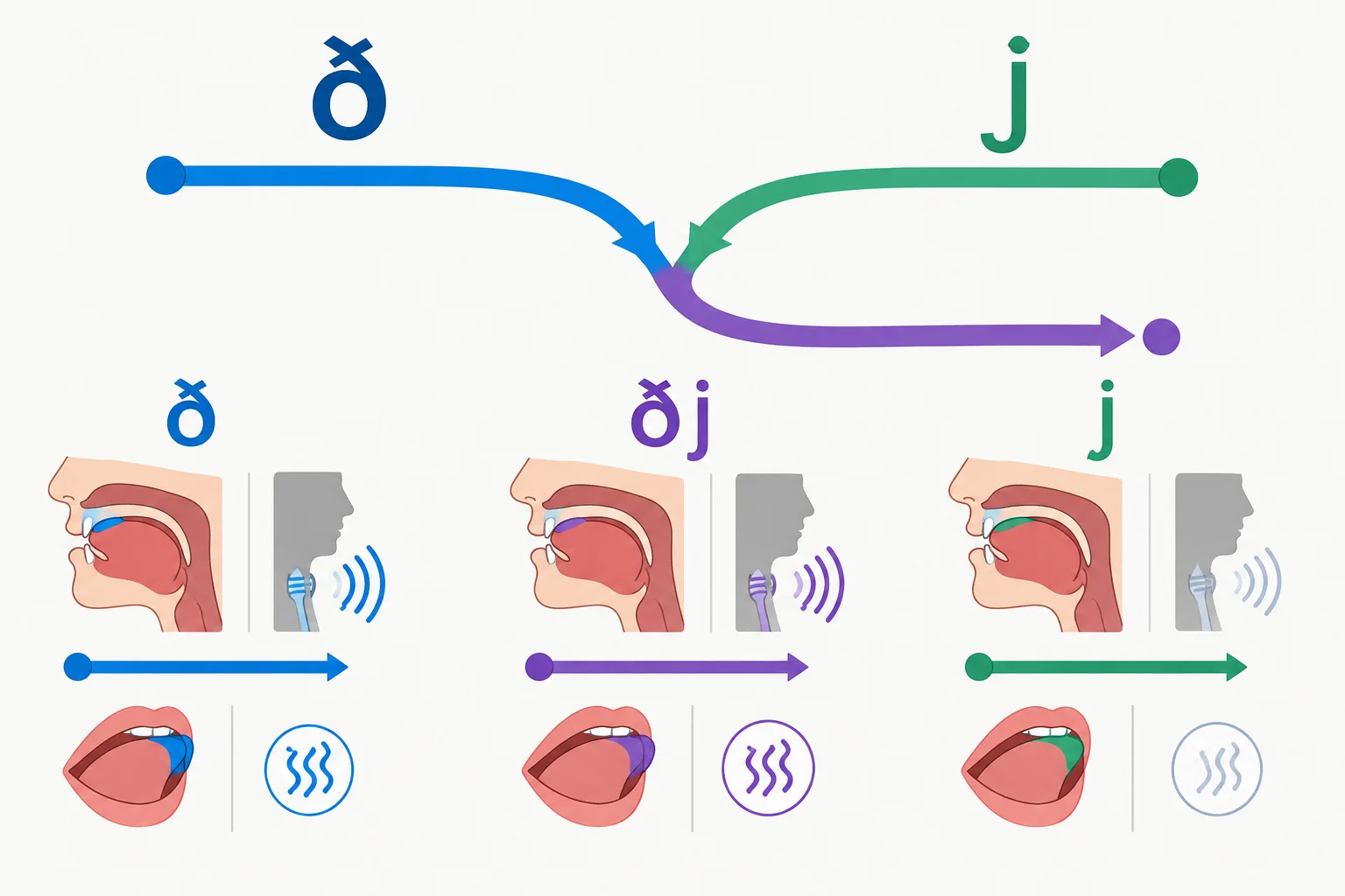 Esquema de dois sons, /d/ e /j/, convergindo para uma realização combinada próxima de /dʒ/.