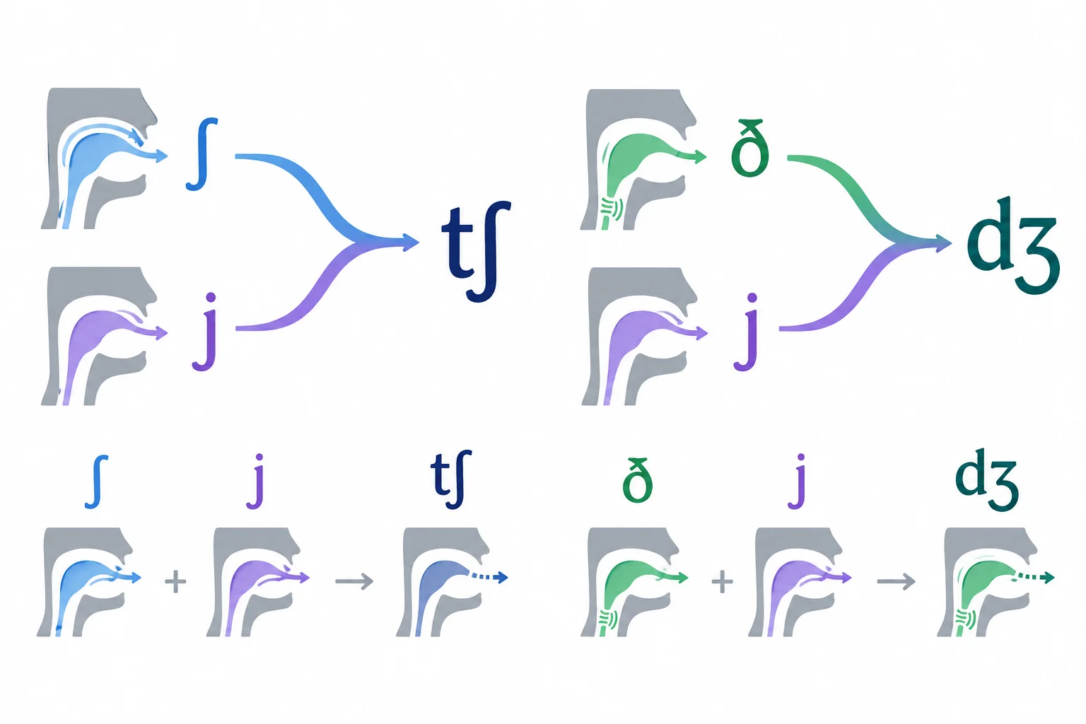Comparação visual entre /t/ mais /j/, que pode soar próximo de /tʃ/, e /d/ mais /j/, que pode soar próximo de /dʒ/.